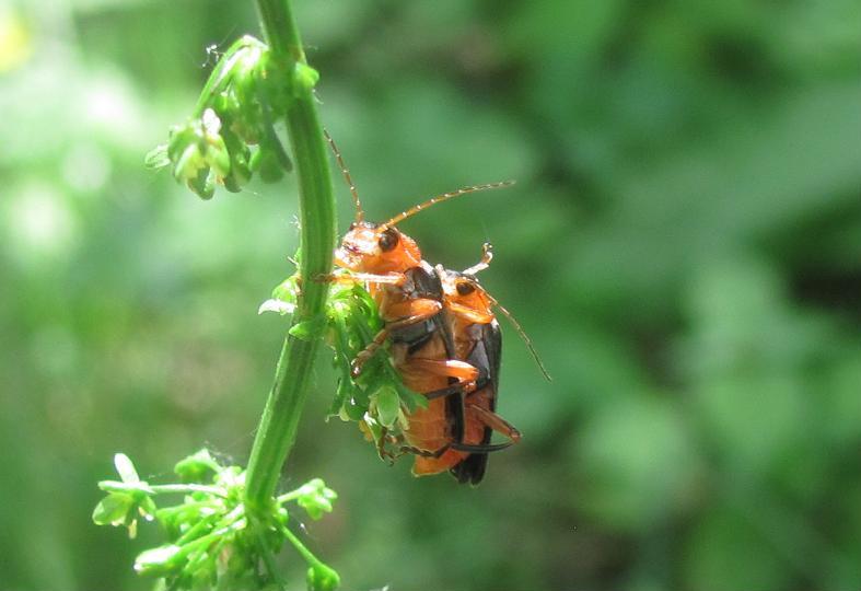 Rhagonycha translucida?